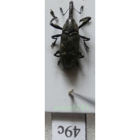 Alcidodes sp. Philippines49c